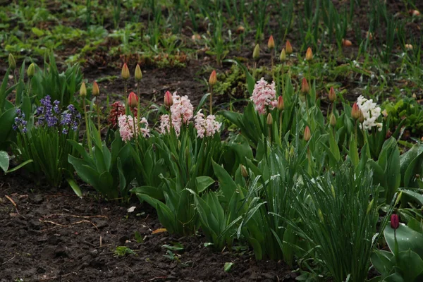 Hyacinth (lat. Hyacnthus, Asparagaceae familyasından bir bitki cinsidir..
