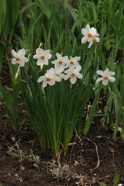 Narcissus Narcissus Marcis Narcissus — Stok fotoğraf