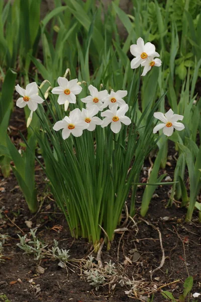 Narcissus Narcissus Marcis Narcissus — 스톡 사진
