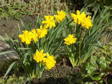 Narcissus, Narcissus, Marcis (Narcissus)