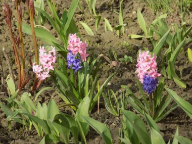 Hyacinth (lat. Hyacnthus, Asparagaceae familyasından bir bitki cinsidir..