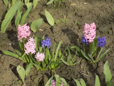 Hyacinth (lat. Hyacnthus, Asparagaceae familyasından bir bitki cinsidir..