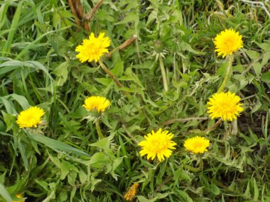 Dandelion (Tarxacum) - Paskalya ailesinin (Latince Asteraceae) daimi bitki cinsi.)
