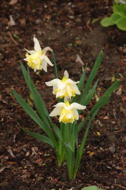 Narcissus, Narcissus, Marcis (Narcissus)