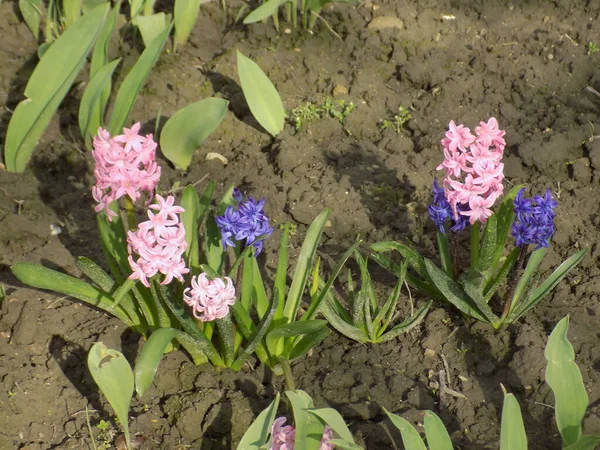 Hyacinth (lat. Hyacnthus, Asparagaceae familyasından bir bitki cinsidir..