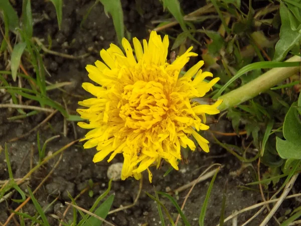 蒲公英 Tarxacum 一种多年生草本植物属 拉丁文Asteraceae — 图库照片