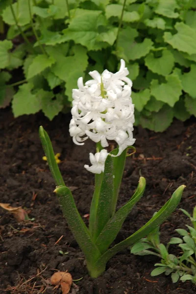 Hyacinthe Lat Hyacnthus Est Genre Plantes Famille Des Asparagaceae — Photo