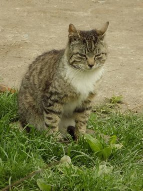 Kedi kedisi (Latince Felis Silvestris catus), kedigiller (Felis) familyasından bir kedi türü.)