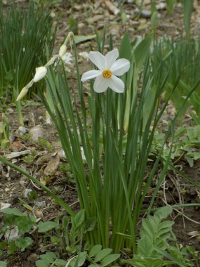 Narcissus, Narcissus, Marcis (Narcissus)          