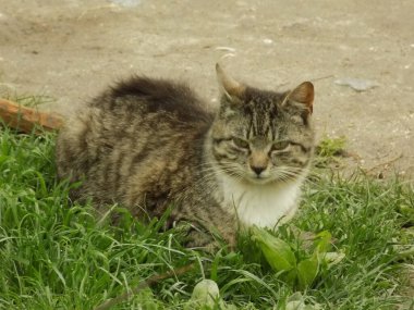Kedi kedisi (Latince Felis Silvestris catus), kedigiller (Felis) familyasından bir kedi türü.)