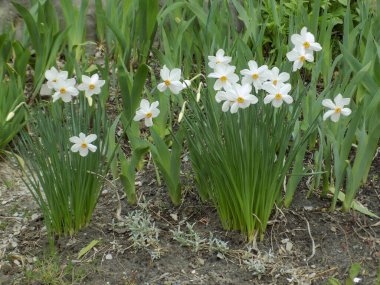 Narcissus, Narcissus, Marcis (Narcissus)          