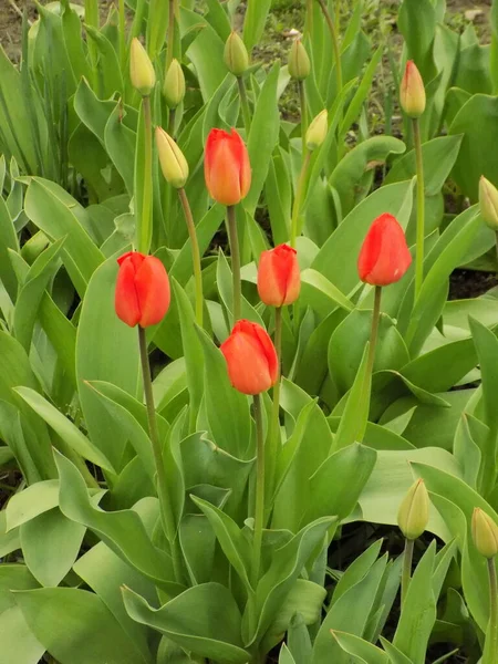 Garden Tulip Tulipa Gesneriana — стоковое фото