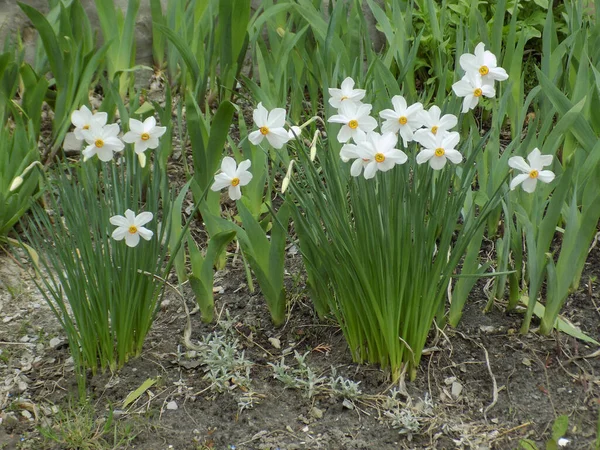 Narcissus, Narcissus, Marcis (Narcissus)          