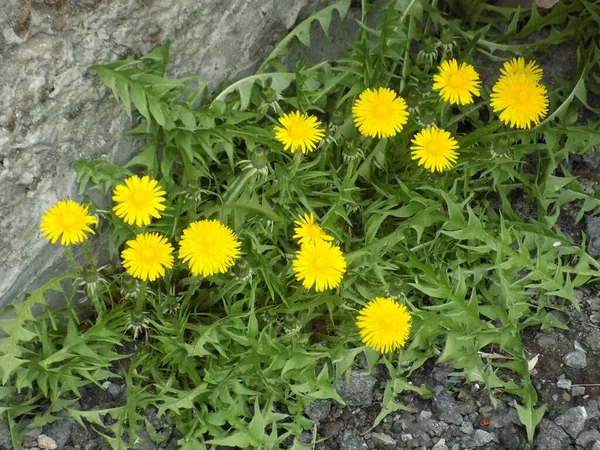 Dandelion Tarxacum Genus Perennial Herbaceous Plants Aster Family Latin Asteraceae — Stock Photo, Image