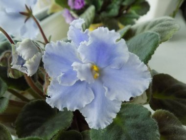 Palmaceae (Lat. Arecaceae, tek oktavlı sınıfından bir odunsu bitki familyasıdır.