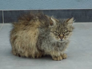 Kedi kedisi (Latince Felis Silvestris catus), kedigiller (Felis) familyasından bir kedi türü.)