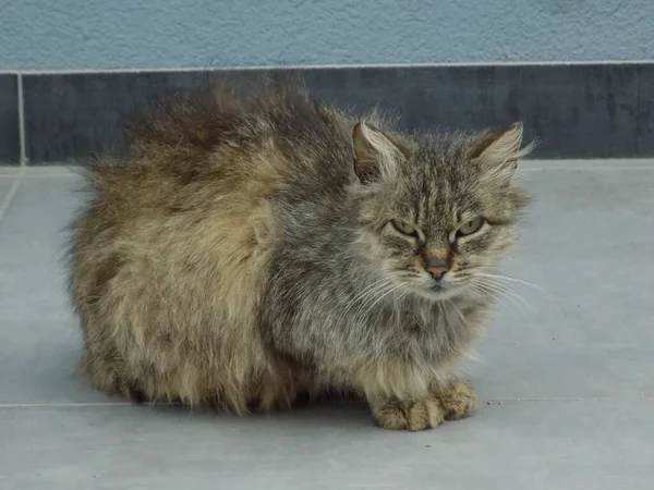 Kedi kedisi (Latince Felis Silvestris catus), kedigiller (Felis) familyasından bir kedi türü.)