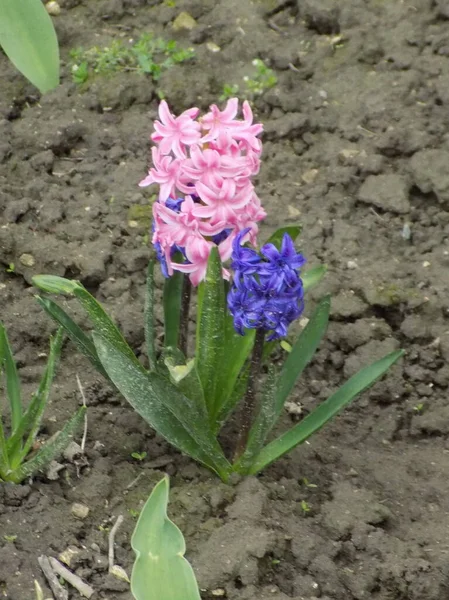 Hyacinth (lat. Hyacnthus, Asparagaceae familyasından bir bitki cinsidir..          