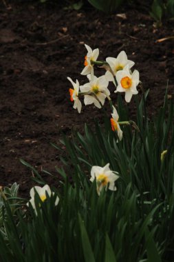 Narcissus, Narcissus, Marcis (Narcissus)