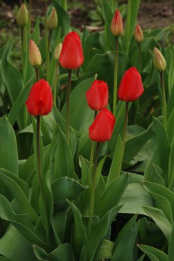 Bahçe lalesi (Tulipa gesneriana)
