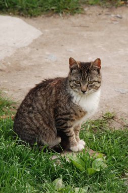 Kedi kedisi (Latince Felis Silvestris catus), kedigiller (Felis) familyasından bir kedi türü.)