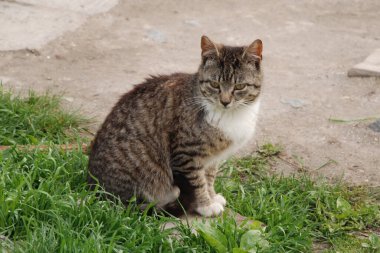 Kedi kedisi (Latince Felis Silvestris catus), kedigiller (Felis) familyasından bir kedi türü.)