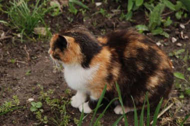 Kedi kedisi (Latince Felis Silvestris catus), kedigiller (Felis) familyasından bir kedi türü.)