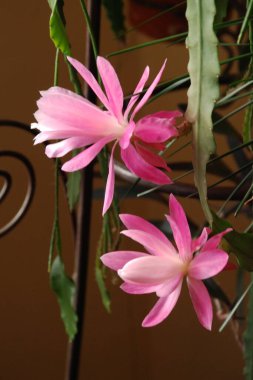 Sansevieria, kaynananın dili, Pike 'ın kuyruğu.