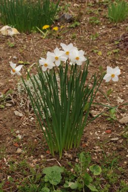 Narcissus, Narcissus, Marcis (Narcissus)
