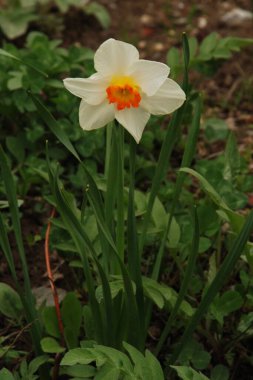 Narcissus, Narcissus, Marcis (Narcissus)