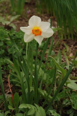 Narcissus, Narcissus, Marcis (Narcissus)