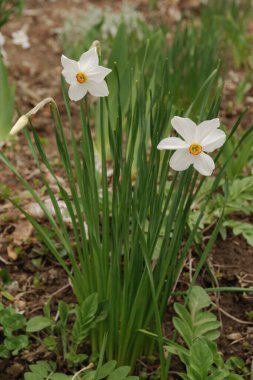 Narcissus, Narcissus, Marcis (Narcissus)