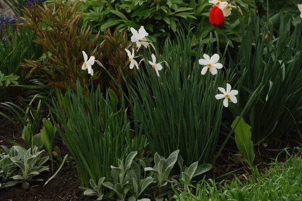 Narcissus Narcissus Marcis Narcissus — Stockfoto