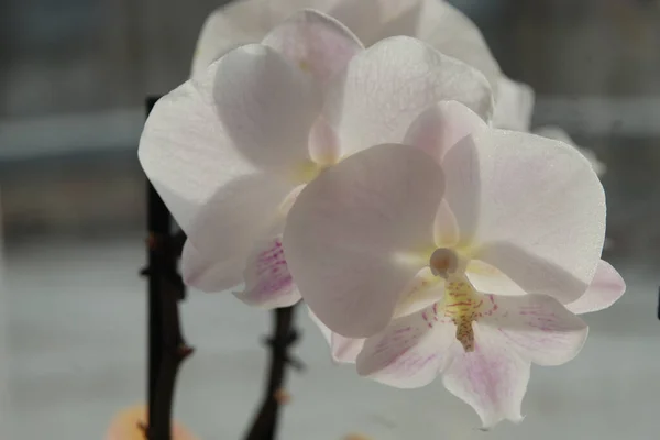 Zozuliantsev Orchidaceae Orchidaceae Bitkisel Bitkilerin Uzun Ömürlü Karasal Veya Epifiz Stok Fotoğraf