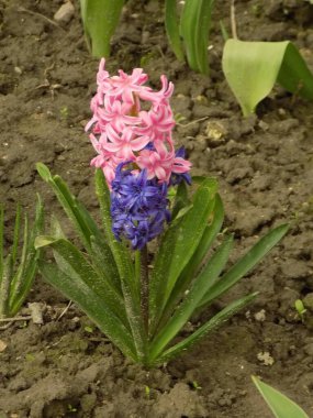 Hyacinth (lat. Hyacnthus, Asparagaceae familyasından bir bitki cinsidir.          