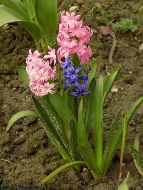 Hyacinth (lat. Hyacnthus, Asparagaceae familyasından bir bitki cinsidir.          