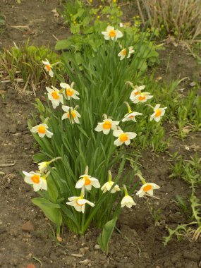 Narcissus, Narcissus, Marcis (Narcissus)