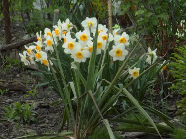 Narcissus, Narcissus, Marcis (Narcissus)