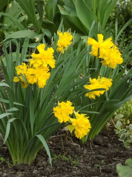 Narcissus Narcissus Marcis Narcissus — Stok fotoğraf