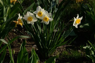 Narcissus, Narcissus, Marcis (Narcissus)