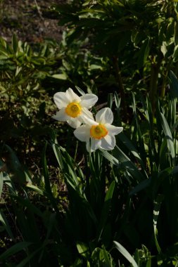 Narcissus, Narcissus, Marcis (Narcissus)