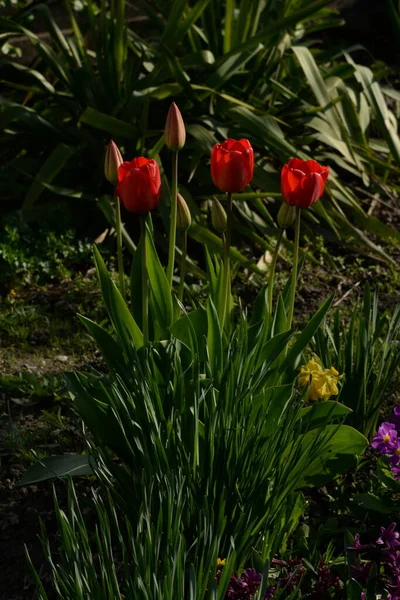 Bahçe lalesi (Tulipa gesneriana)