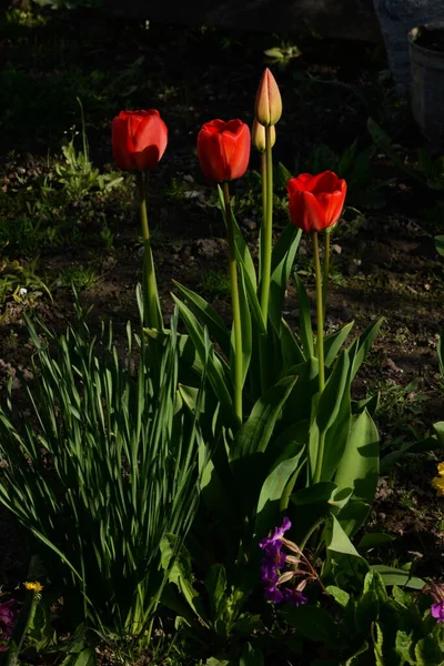 Bahçe lalesi (Tulipa gesneriana)