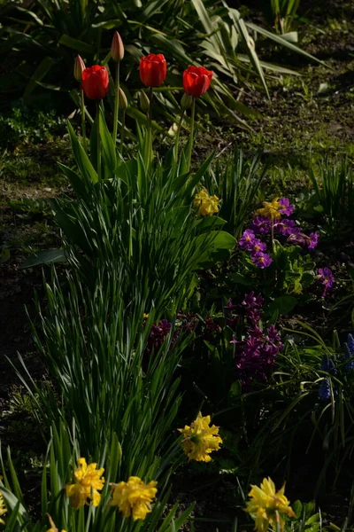 Garden Tulip Tulipa Gesneriana — 스톡 사진
