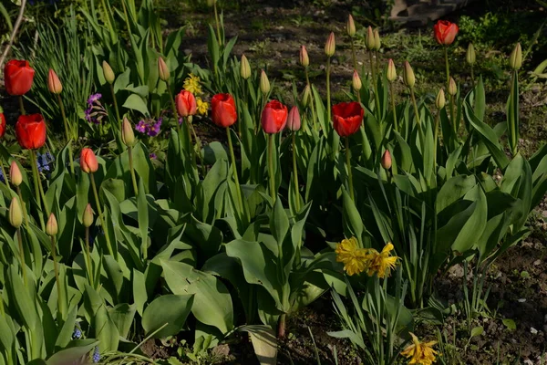 Bahçe lalesi (Tulipa gesneriana)