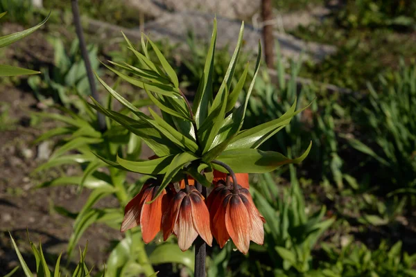 Fritillaria Imperialis Una Planta Perenne Familia Los Lirios — Foto de Stock