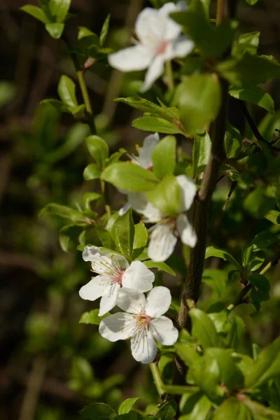 Drzewa Wiosenne Kwitnä Apricot Morela Biegun Morel Flowering Kwitnienie — Zdjęcie stockowe