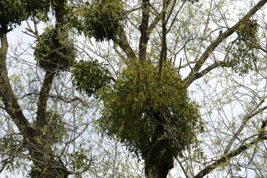 Ökseotu, Ivilga (Viscum) - Santal ailesinin yarı asalak çalılarının cinsi - Loranthaceae   