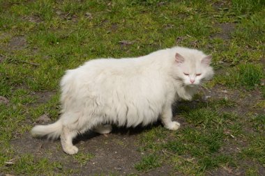 Kedi kedisi (Latince Felis Silvestris catus), kedigiller (Felis) familyasından bir kedi türü.)