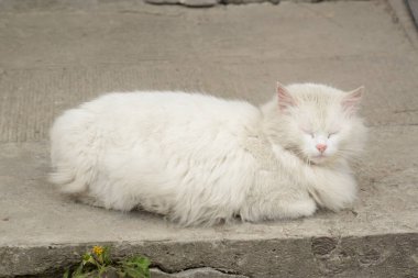 Kedi kedisi (Latince Felis Silvestris catus), kedigiller (Felis) familyasından bir kedi türü.)